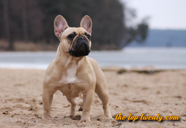 French Bulldog popular dog